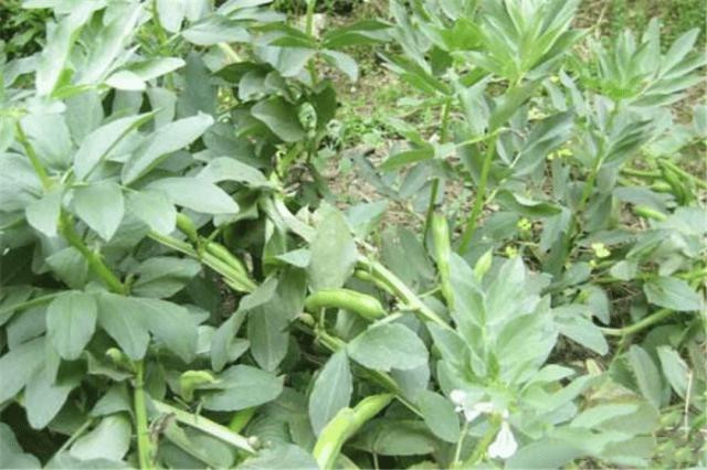 蚕豆的种植技术和方法,种植蚕豆过程300字