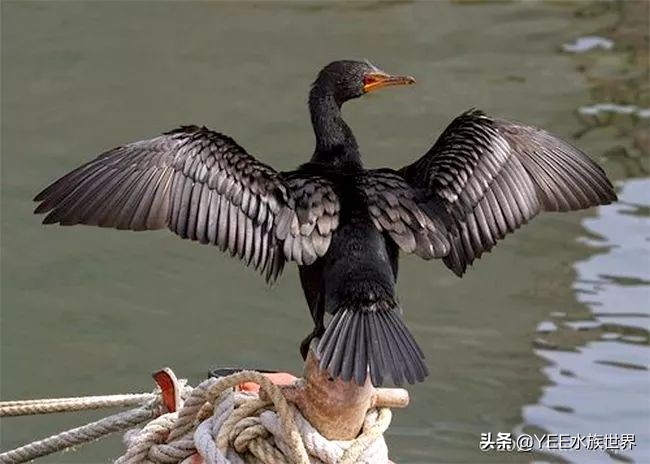 鱼鹰老人：可不可以，不要忘了我们