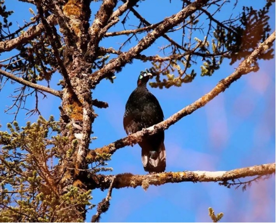 我国一级保护动物大盘点,中国只有一只的一级保护动物