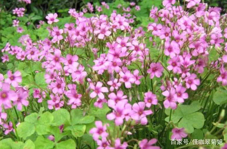 红花三叶草如何彻底根除,三叶草给花卉带来的病虫害