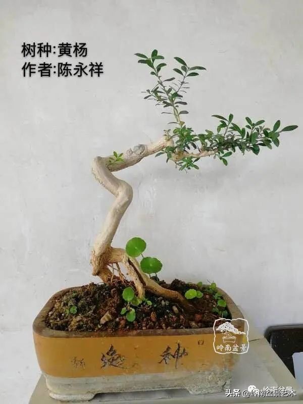 广东的盆景有哪些,适合广东玩的盆景