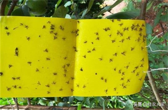 果实蝇诱捕剂越诱越多,实蝇诱捕器用什么药