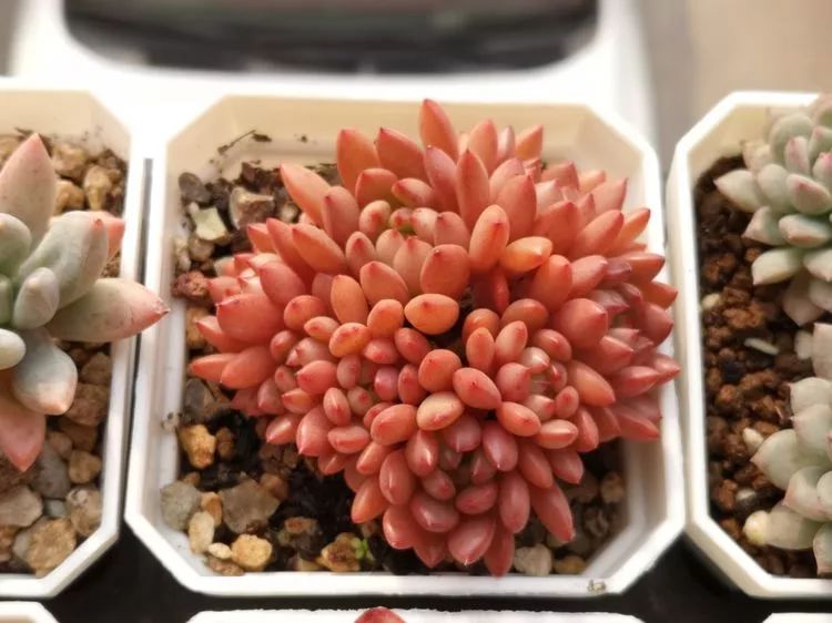 多肉一个月对比照,多肉30天前后对比图