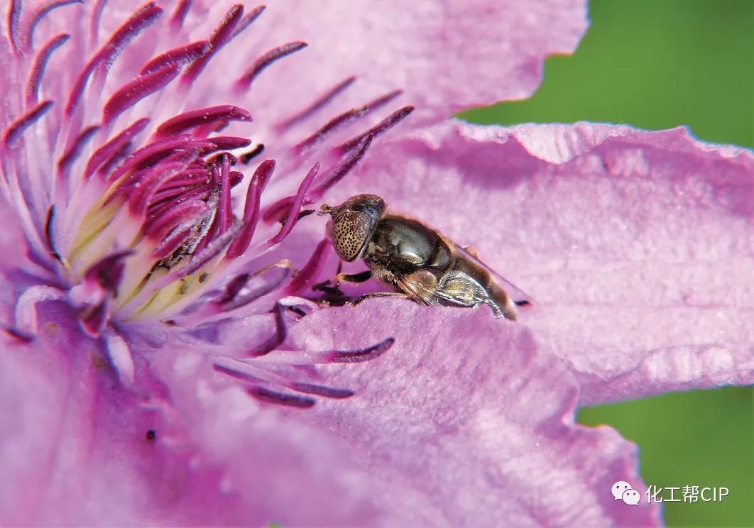 揭秘！纳米农药、固态电池、流动化学、3D生物打印……这些改变世界的神奇技术原来都来自化学领域
