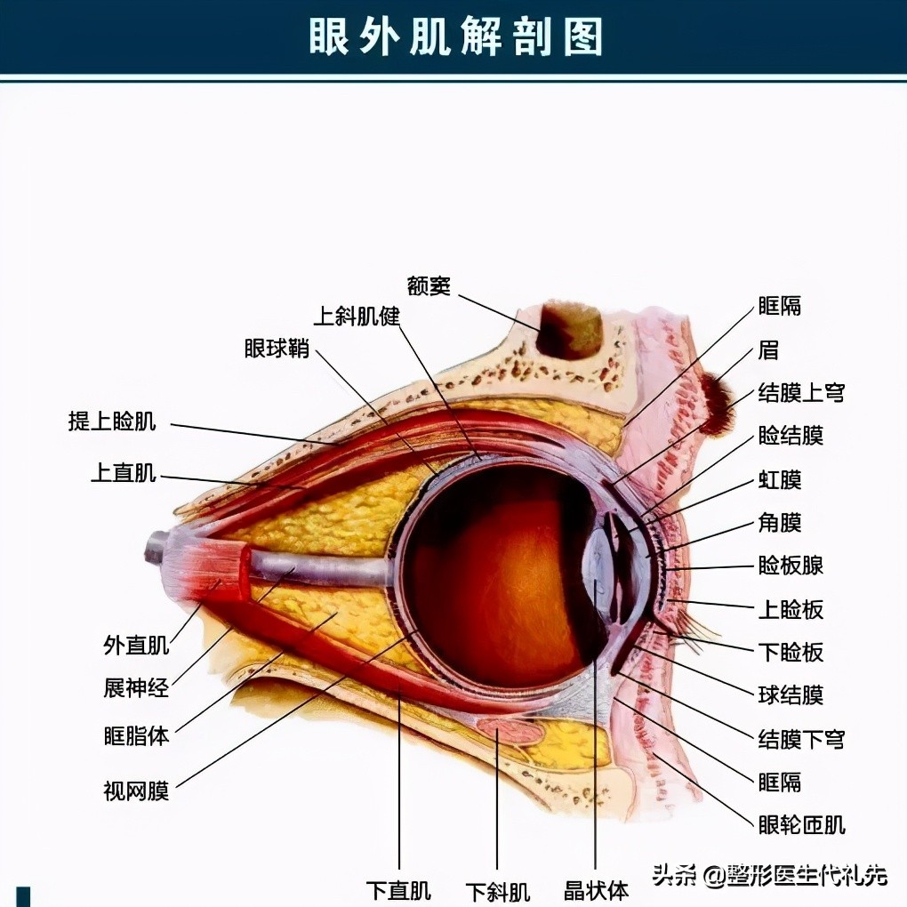 拯救肿泡眼做双眼皮的经历分享,肿眼泡做双眼皮恢复过程经历真实