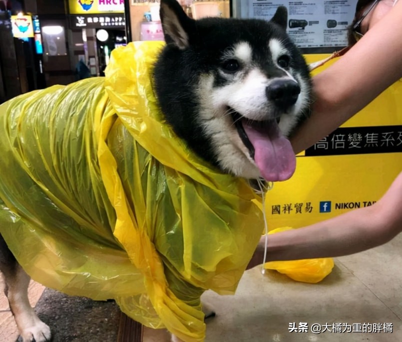 被主人安乐的柴犬,台湾安乐死狗