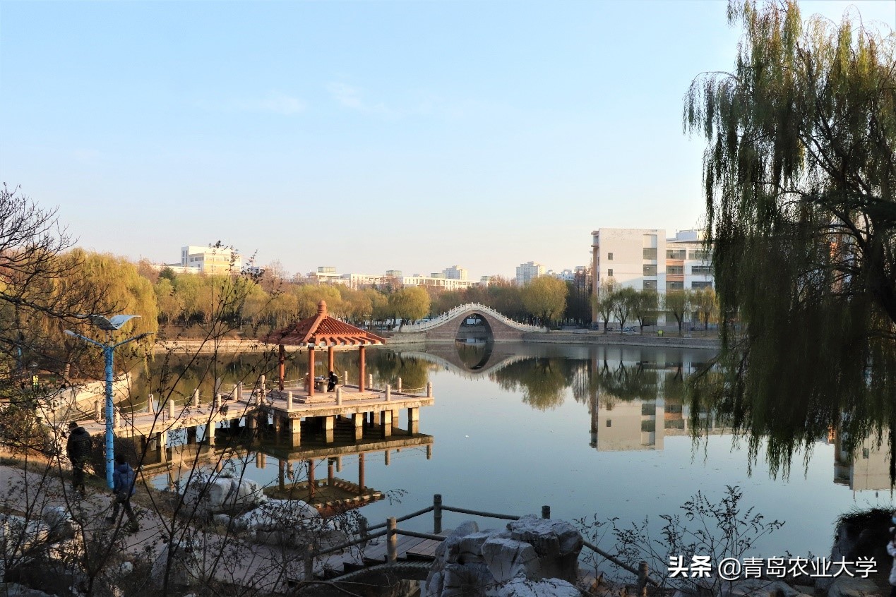 介绍青岛农业大学,令人心动的青岛