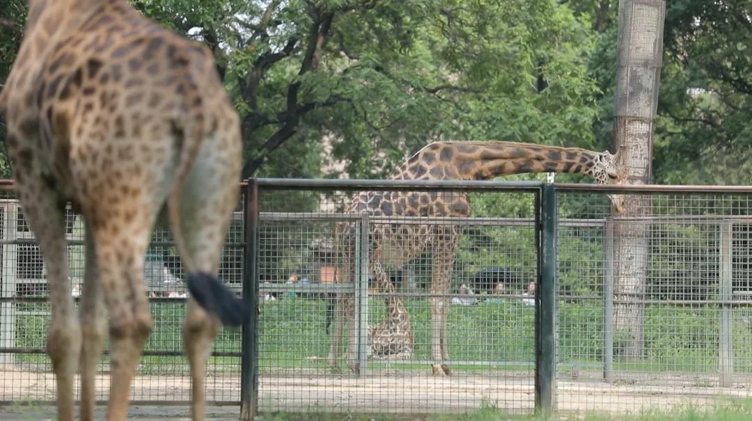 北京动物园和北京大兴野生动物园,北京动物园儿童动物园