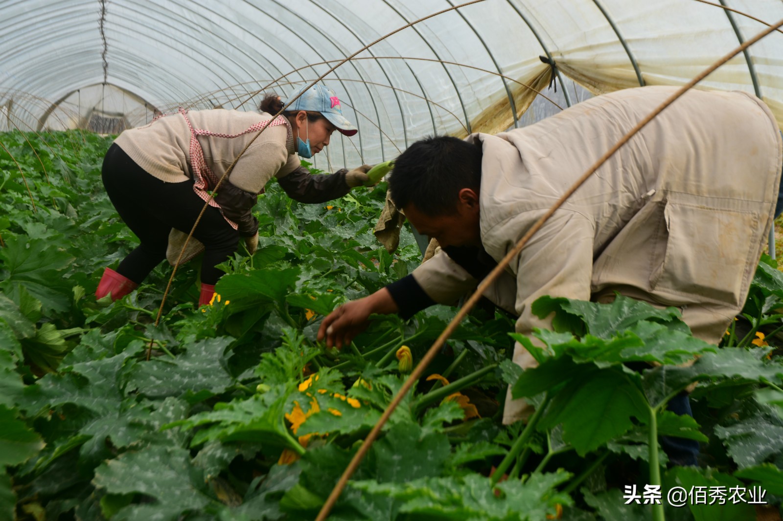 农村经济作物种植的前景,蔬菜种植前景及风险