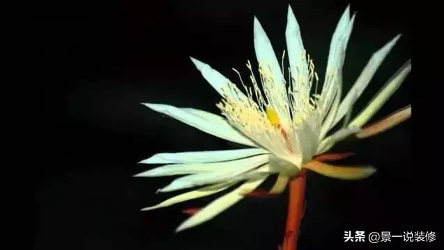 世界上最珍贵的5种花,世界十大最贵的十种花