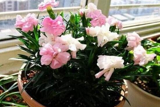 康乃馨盆栽怎么浇水,盆栽康乃馨几天浇水最好