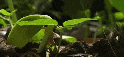 春日小野菜*戏调**指南