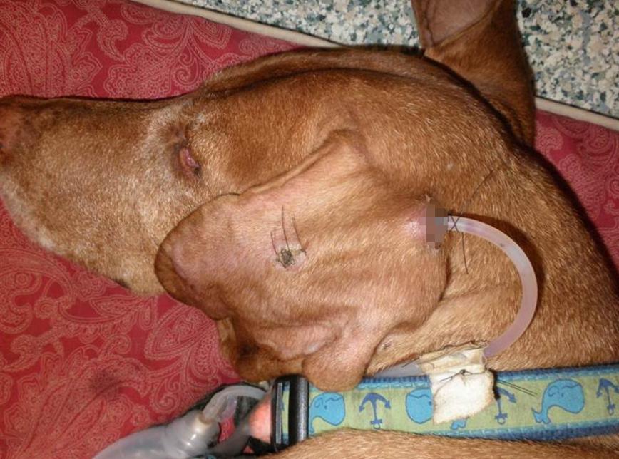 狗耳血肿手术,狗耳血肿手术费用