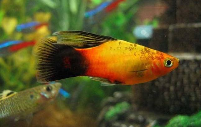 月光鱼好看吗值得养吗,月光鱼适合水质