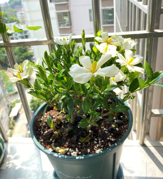 养栀子花如何改善黄叶,栀子花黄叶怎么养新手必看科普