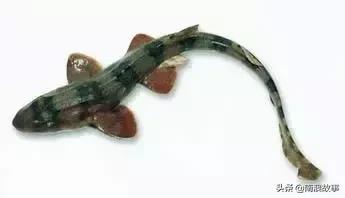 潮汕热销海鲜品种,潮汕常见的海鲜大全