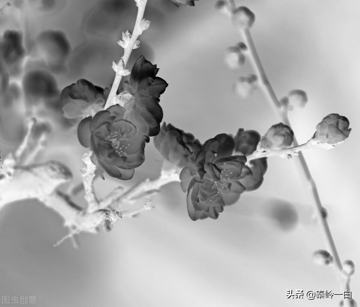 王冕是元朝末年的著名诗人与画家,元朝著名画家王冕的书画作品欣赏