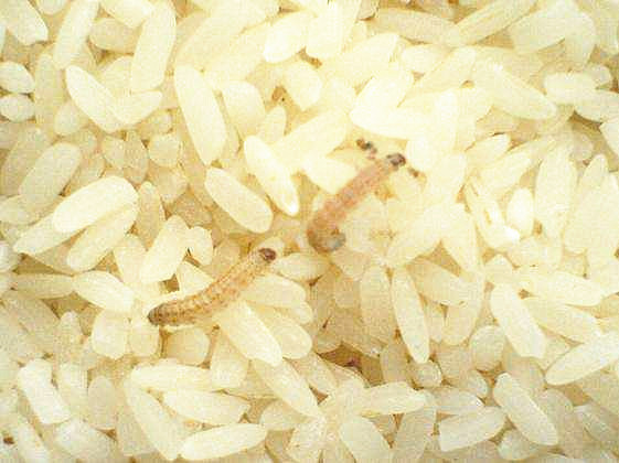 已生虫的大米生虫子处理小诀窍,大米里面生虫很多怎么办