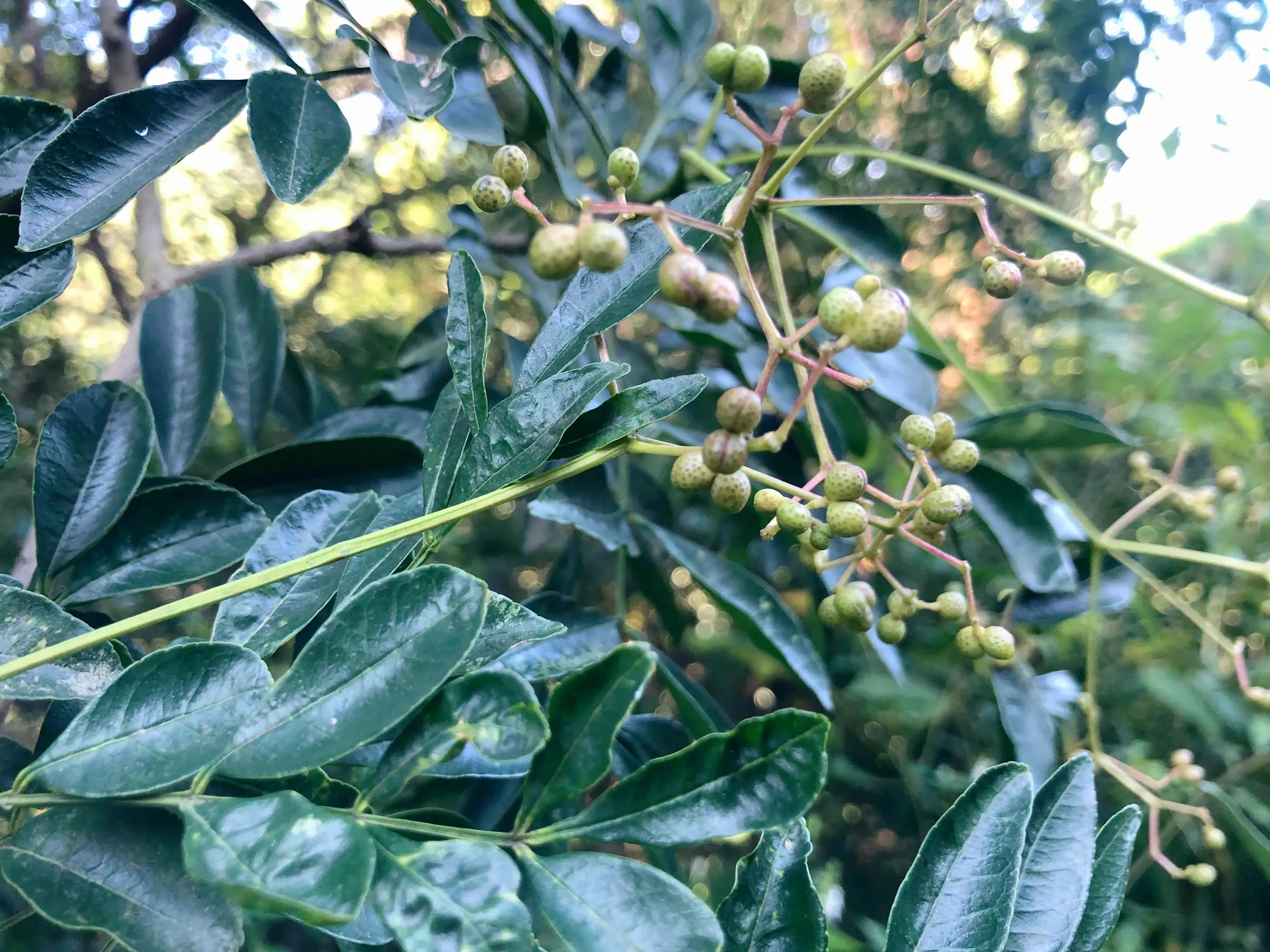 娣卞北鑰佹灄閲庤彍妞嶇墿,鍘诲璁垮北闂寸殑閲庣敓鏈崏妞嶇墿