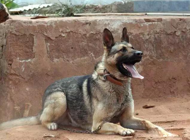 45种狗狗很难得一见你认识几种,45种最难得一见的狗