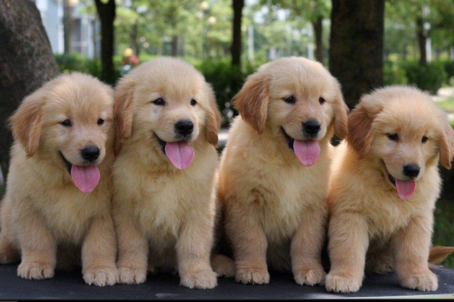 金毛最近不怎么吃饭但是有精神,金毛刚到家不活泼精神差正常吗