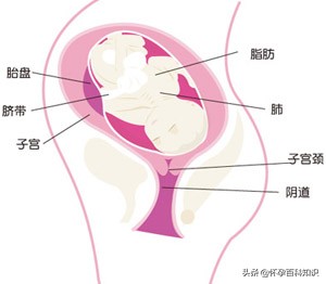 孕妈怀孕第三十四周的你可能会面临的问题，本周小提示