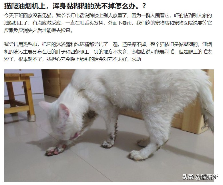 猫咪的爪子被脏了洗不掉怎么办,猫咪沾上苍蝇贴怎么清洗