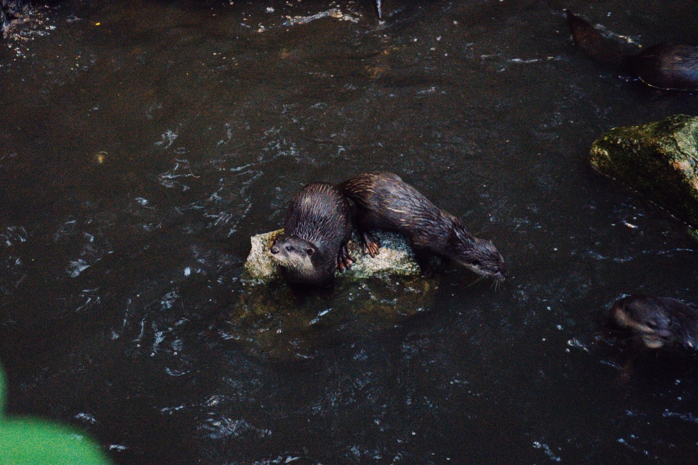 中国蝙蝠动物园,中国有蝙蝠的动物园