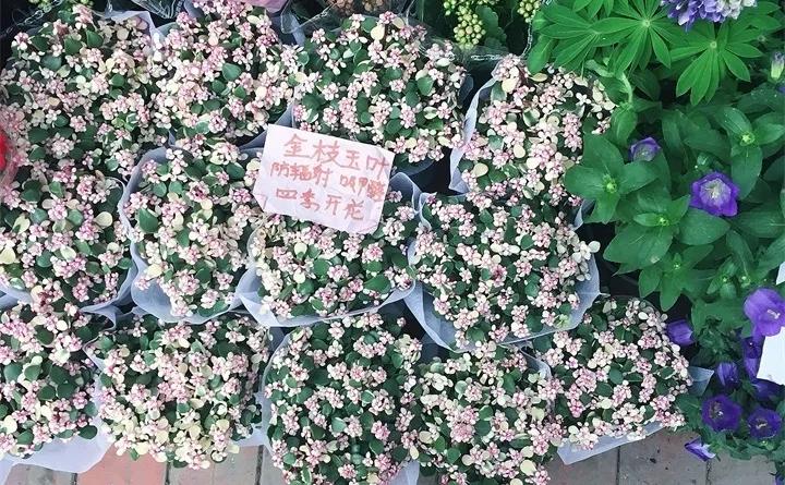 刚买的花，发蔫落苞加黄叶！为什么呢？多半是放错了位置