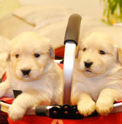 金毛犬怎么挑选好的,金毛犬怎样挑选品相