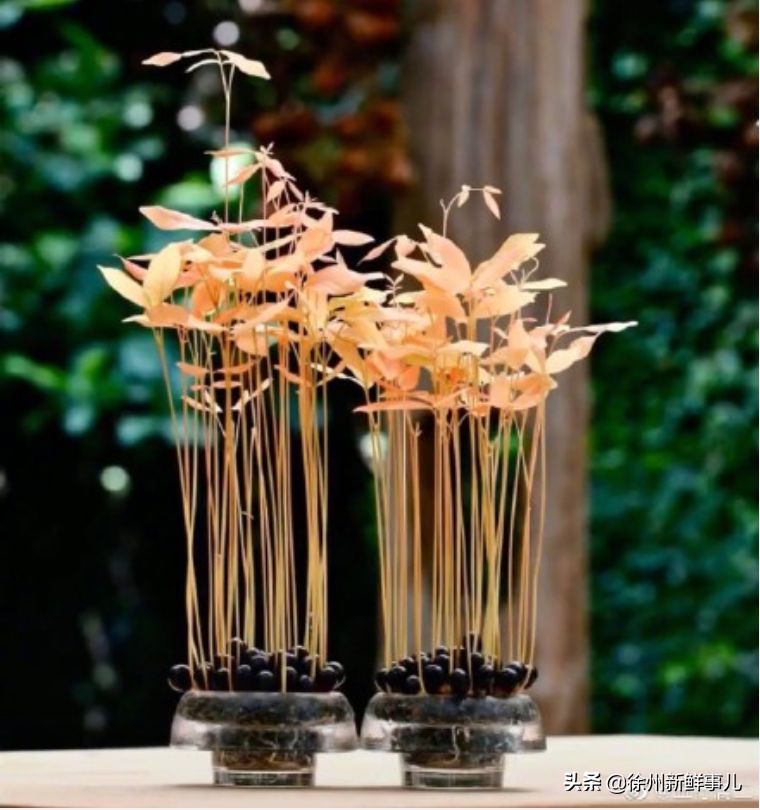 七种水果核别扔,吃完的果核别扔了它们都是宝贝