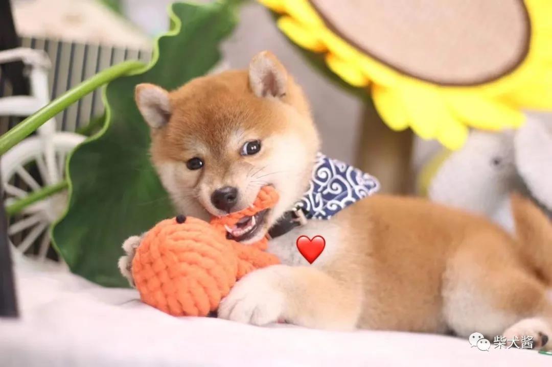 买柴犬被骗,买柴犬被坑了