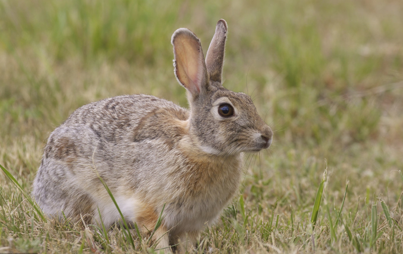 养兔技术兔用粗饲料选择方法,养兔技术肉兔的育肥关键技术