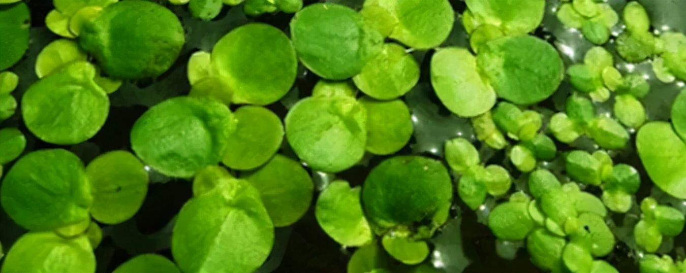 雪花秀顺行洗面奶泡沫不多,雪花秀洗面奶不起沫