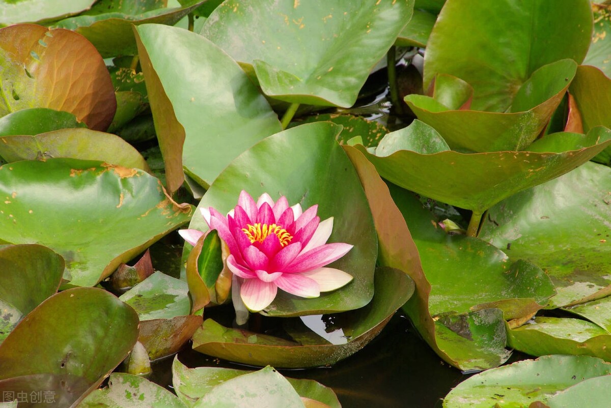 不忘初心方得始终刘立江,马伟明不忘初心方得始终