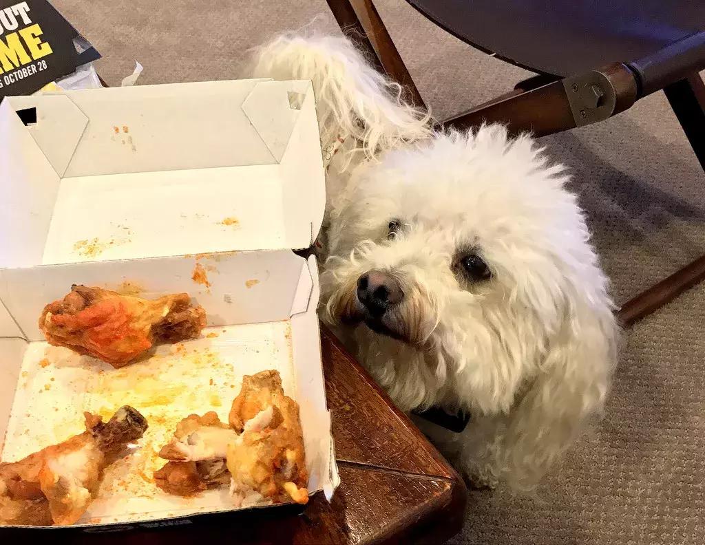 宠物胰腺炎的症状及治疗方法,宠物得了胰腺炎治疗费用