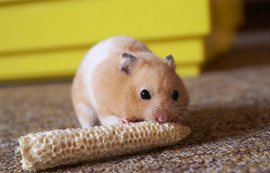 仓鼠养鼠指南,鼠年大吉仓鼠怎么养活的