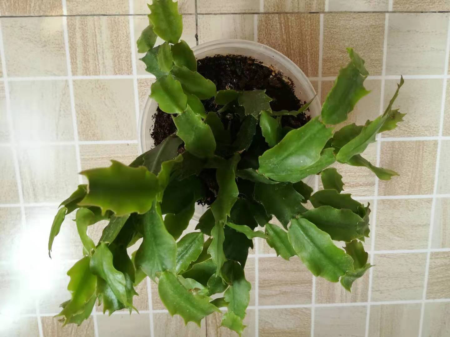 养花如何排除盐碱害,养花怎么排出盐碱土的气体