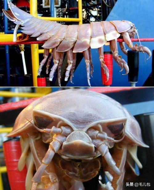 世界上最大的动物长什么样,所有动物最大的样子有多大