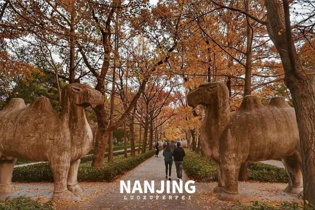 玩完南京去哪里玩景点推荐,南京钟山风景区秋天一日游攻略