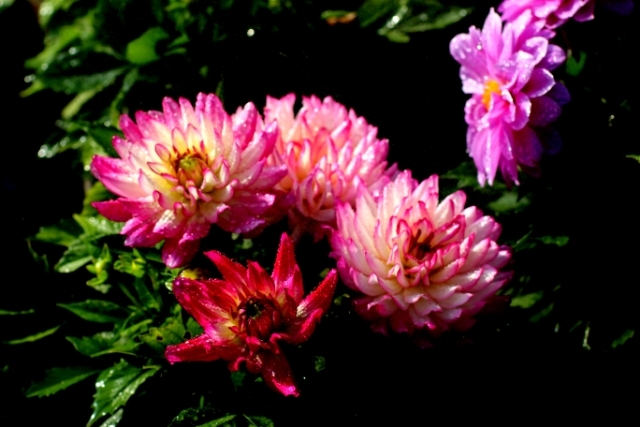 美丽的大连,大连普兰店区美丽乡村