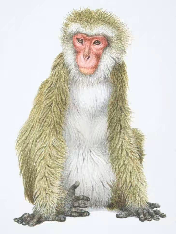 2019犯太岁属相有哪几个生肖,犯太岁怎么破解2019