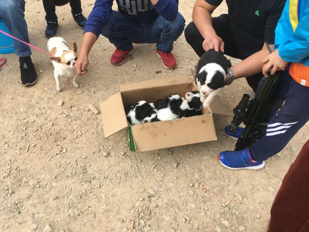 边境牧羊犬出售800元是真的吗知乎,边境牧羊犬会开始出售吗