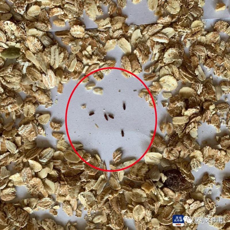 麦片有虫维权,海关查获6000头活体黑腹果蝇