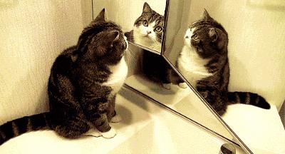 跟人类生活久了的猫,有些猫就真的不把自己当回事