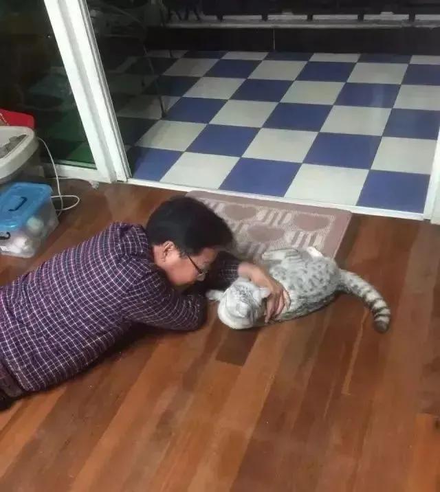 家里不同意养猫,家里不让养猫怎么让家长同意养猫