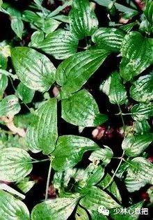 中药图片大全名称,中药图片大全带药名高清