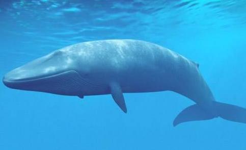 熊猫的外形和习性有趣之处,熊猫的特点和样子和习惯