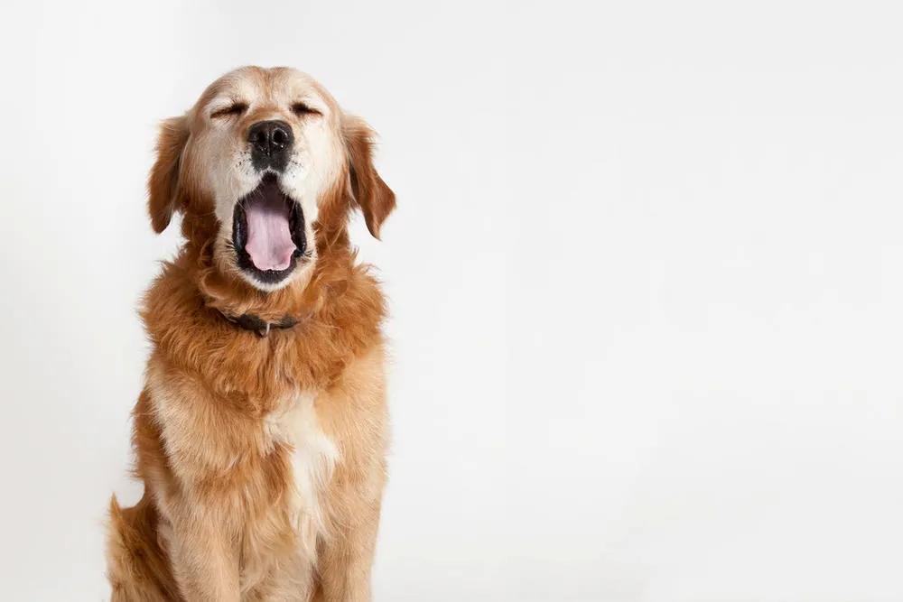 春困秋乏夏打盹怎么解决,春困夏乏秋打盹冬日正好眠