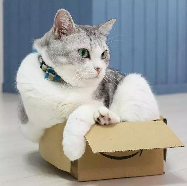 如何封印一只猫,怎么一招封印猫